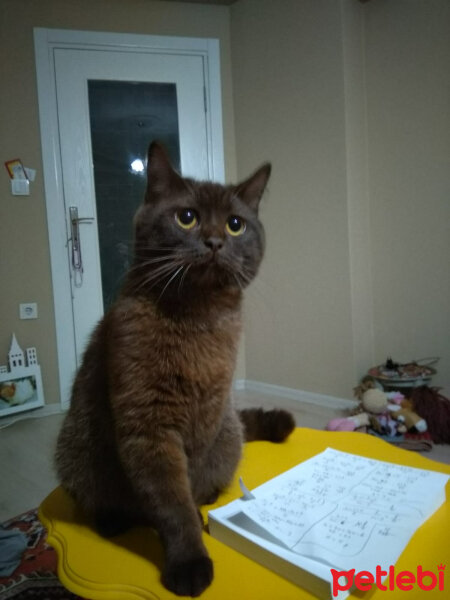 British Shorthair, Kedi  eşkiya fotoğrafı