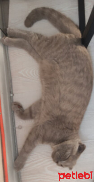 Scottish Fold, Kedi  liri fotoğrafı