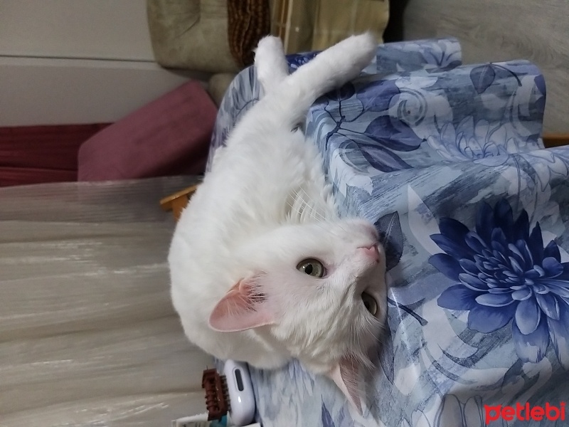 Ankara Kedisi, Kedi  Pamuk fotoğrafı