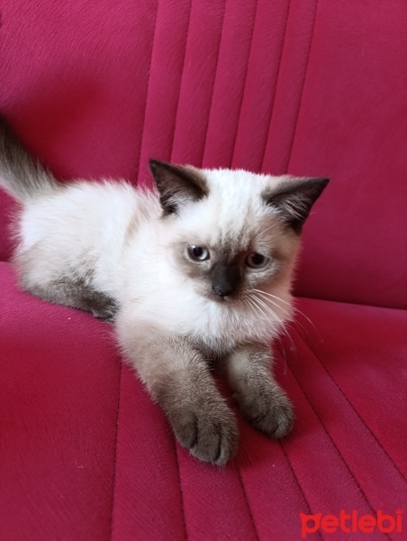 British Shorthair, Kedi  Duman fotoğrafı