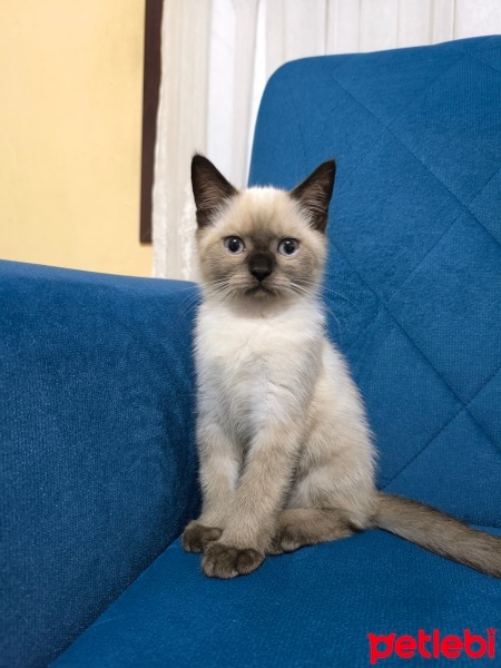 British Shorthair, Kedi  Duman fotoğrafı