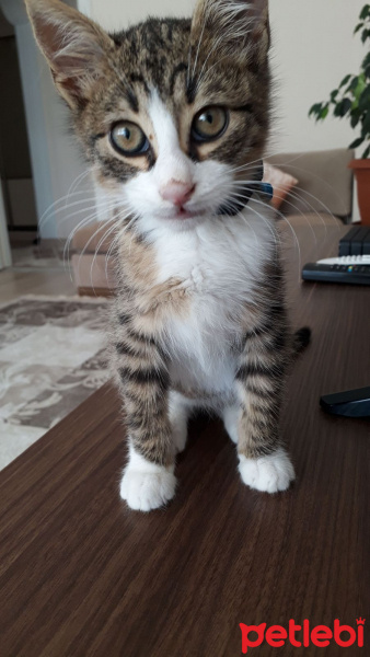Tekir Kedi, Kedi  cef fotoğrafı