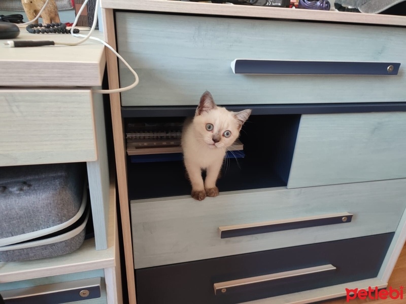 British Shorthair, Kedi  Salep fotoğrafı