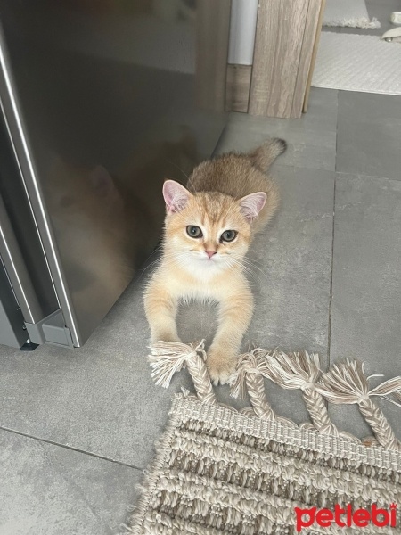 British Shorthair, Kedi  Karamel fotoğrafı