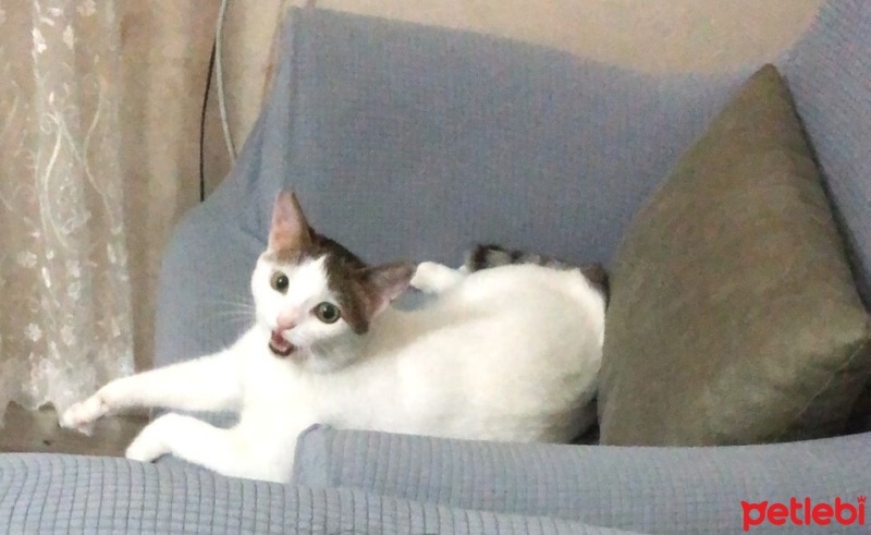 Tekir Kedi, Kedi  ŞUBAT fotoğrafı