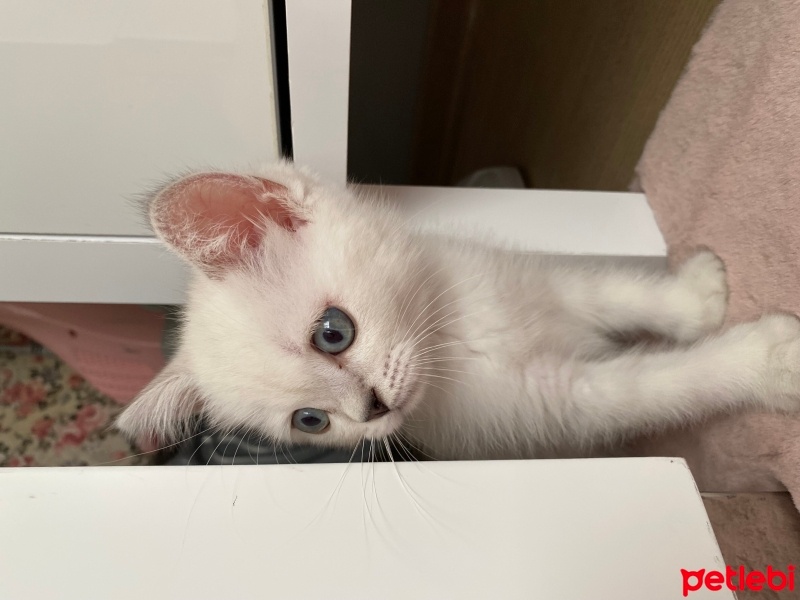 British Longhair, Kedi  Mia fotoğrafı