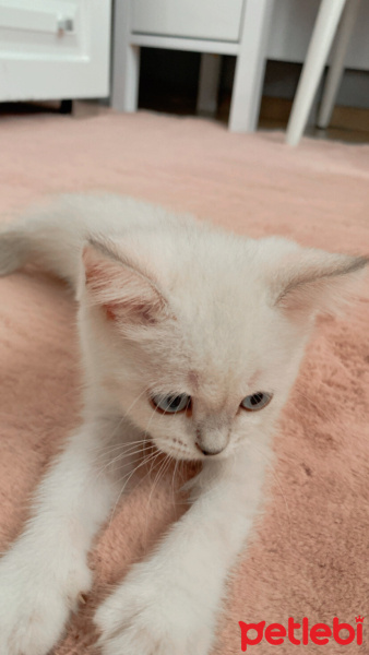 British Longhair, Kedi  Mia fotoğrafı