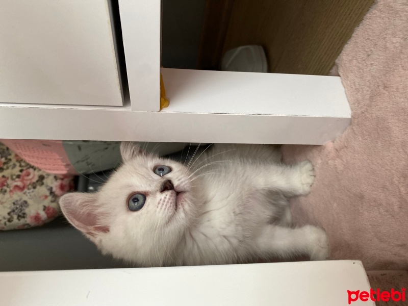 British Longhair, Kedi  Mia fotoğrafı
