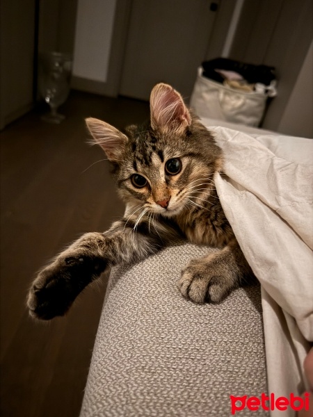 Soke, Kedi  Puma fotoğrafı