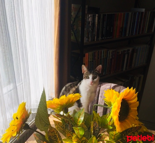 Tekir Kedi, Kedi  Pera fotoğrafı