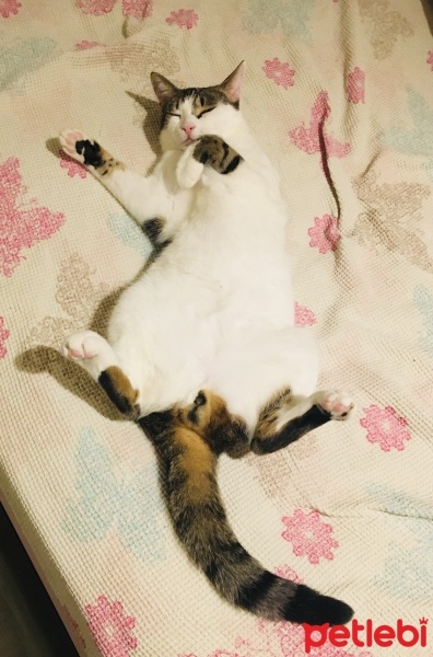 Tekir Kedi, Kedi  Pera fotoğrafı