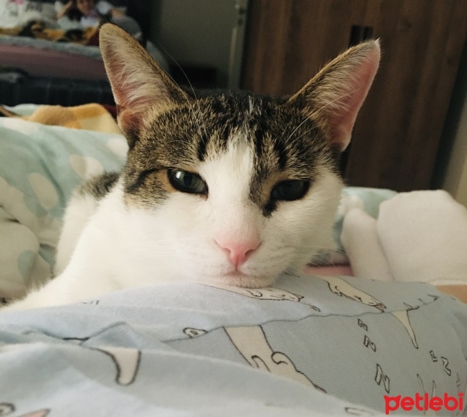 Tekir Kedi, Kedi  Pera fotoğrafı