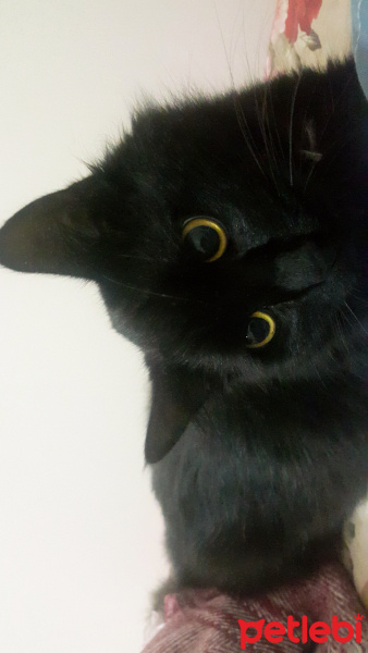 Bombay, Kedi  Lucky fotoğrafı