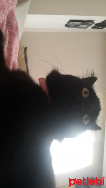 Bombay, Kedi  Lucky fotoğrafı