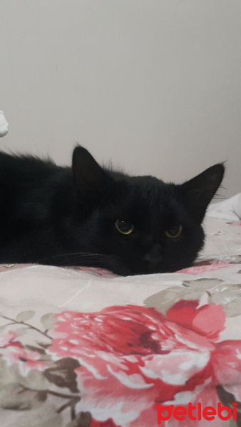 Bombay, Kedi  Lucky fotoğrafı