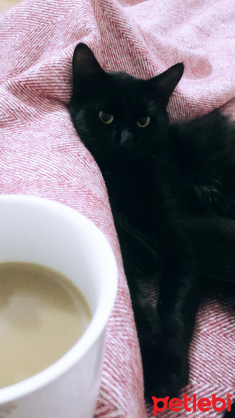 Bombay, Kedi  Lucky fotoğrafı