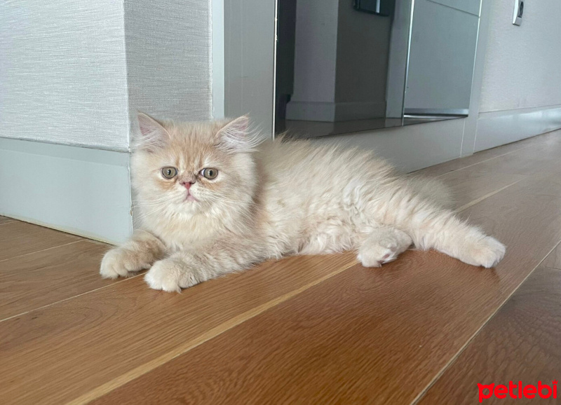 İran Kedisi (Persian), Kedi  Lidya fotoğrafı