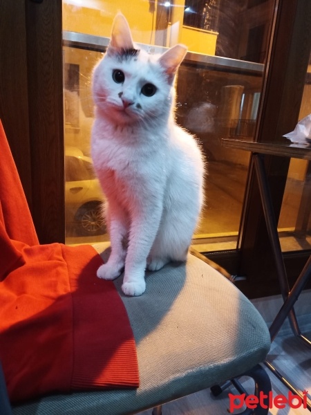 Sarman, Kedi  Türkan fotoğrafı
