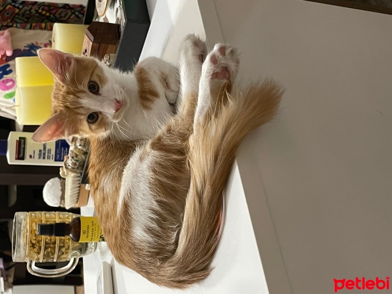 Maine Coon, Kedi  Kral simba fotoğrafı