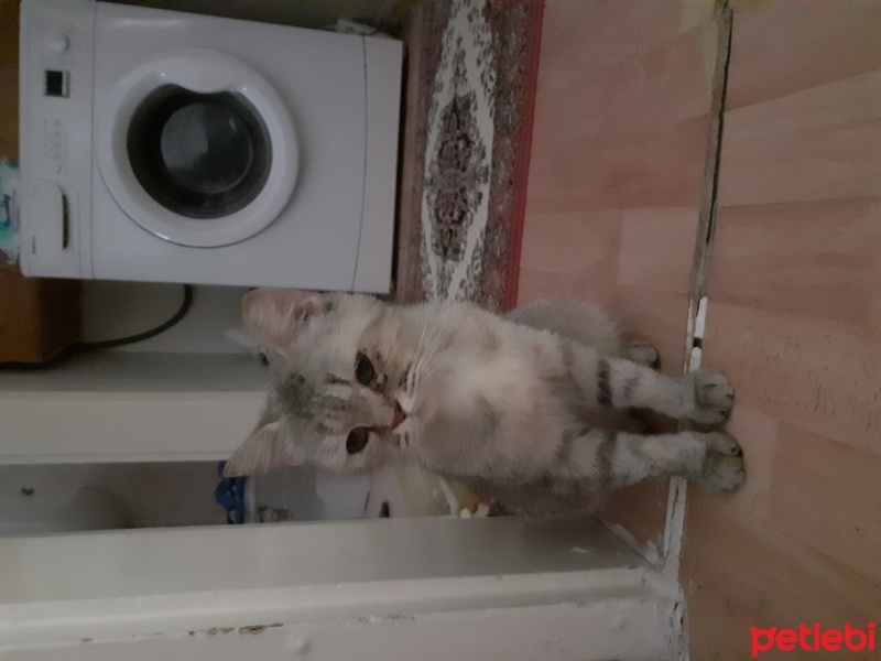 British Longhair, Kedi  Sokakta bulduğum için belirli adı yok fotoğrafı