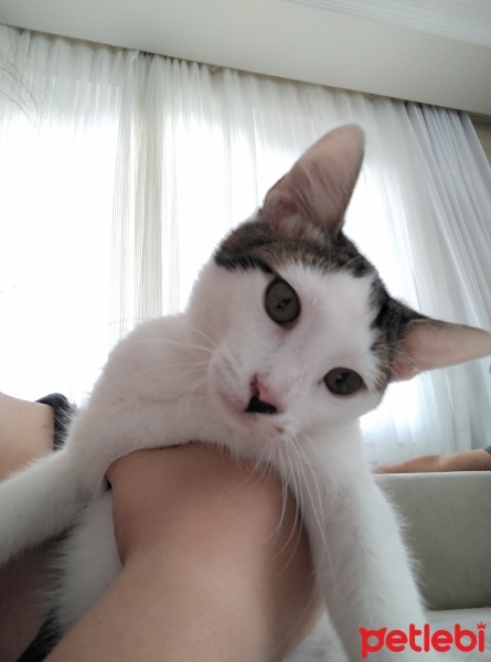 Tekir Kedi, Kedi  BİHTER fotoğrafı