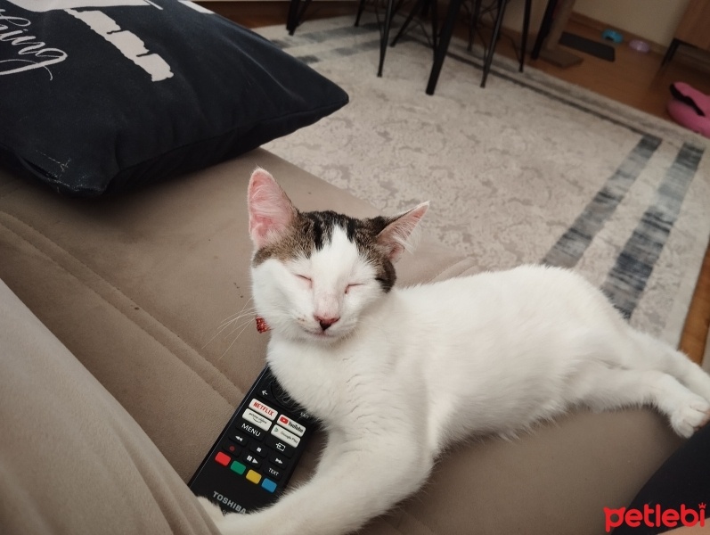 Tekir Kedi, Kedi  BİHTER fotoğrafı