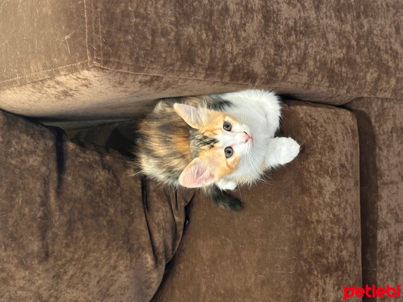 Tekir Kedi, Kedi  LİLİ fotoğrafı
