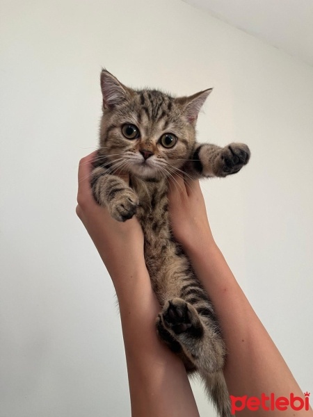 Scottish Fold, Kedi  Badem fotoğrafı