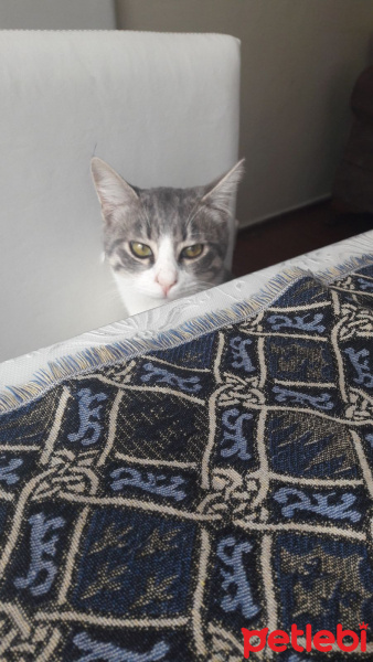 Tekir Kedi, Kedi  Kontik fotoğrafı