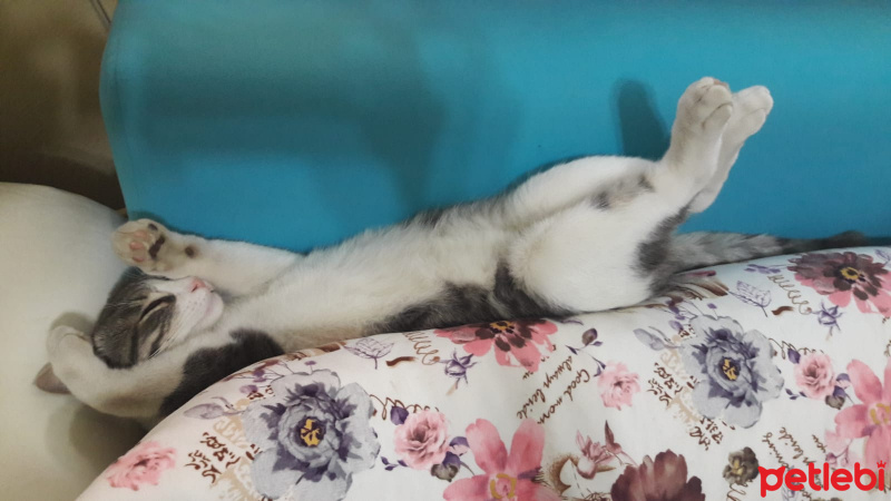 Tekir Kedi, Kedi  Kontik fotoğrafı