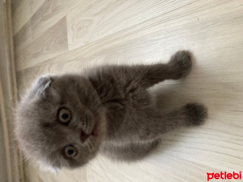Scottish Fold, Kedi  Scottish fotoğrafı