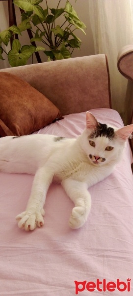 Tekir Kedi, Kedi  Mutlu fotoğrafı