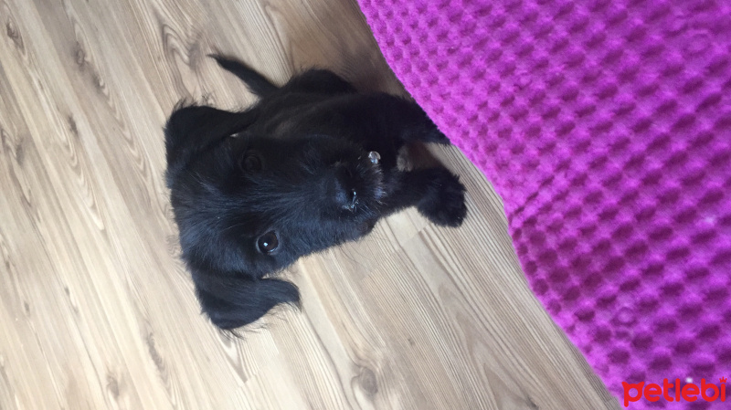 Sokö (Sokak Köpeği), Köpek  Kola fotoğrafı