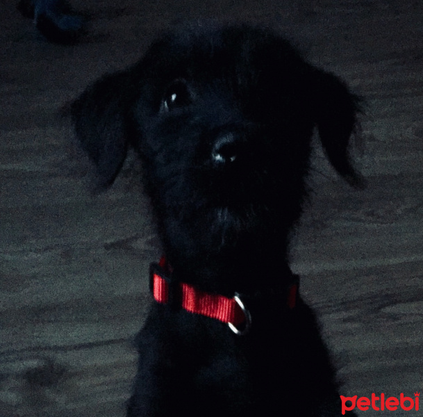 Sokö (Sokak Köpeği), Köpek  Kola fotoğrafı