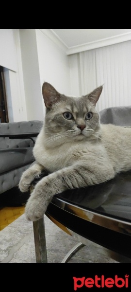 British Shorthair, Kedi  Duman fotoğrafı