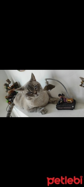 British Shorthair, Kedi  Duman fotoğrafı