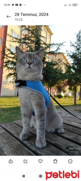 British Shorthair, Kedi  Duman fotoğrafı