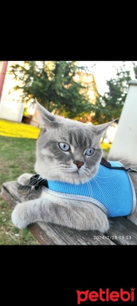 British Shorthair, Kedi  Duman fotoğrafı