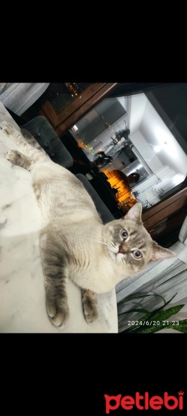 British Shorthair, Kedi  Duman fotoğrafı