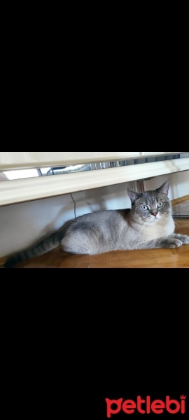 British Shorthair, Kedi  Duman fotoğrafı