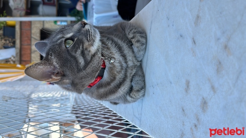 Tekir Kedi, Kedi  Duman fotoğrafı