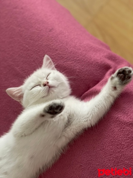 British Shorthair, Kedi  Bella fotoğrafı
