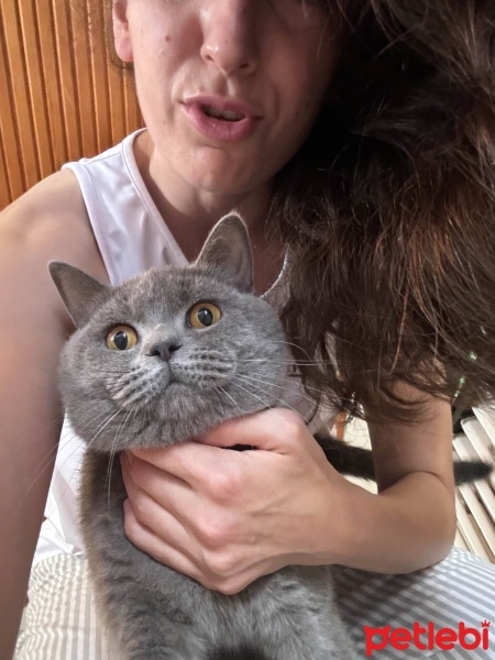 British Shorthair, Kedi  Cano fotoğrafı