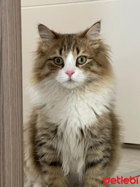 Norwegian Forest, Kedi  Mosby fotoğrafı
