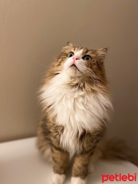 Norwegian Forest, Kedi  Mosby fotoğrafı
