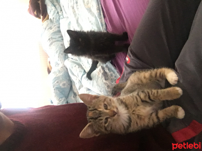 İran Kedisi (Persian), Kedi  Kömür ve Limon fotoğrafı