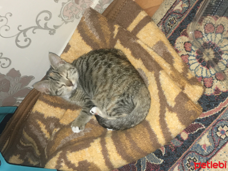 İran Kedisi (Persian), Kedi  Kömür ve Limon fotoğrafı
