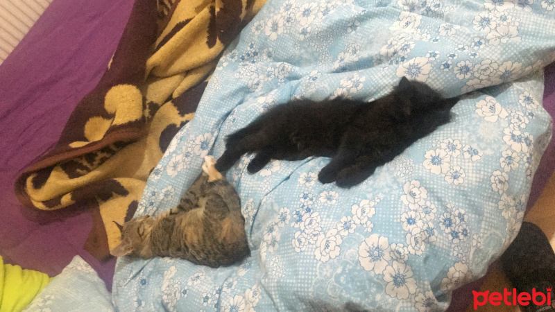 İran Kedisi (Persian), Kedi  Kömür ve Limon fotoğrafı