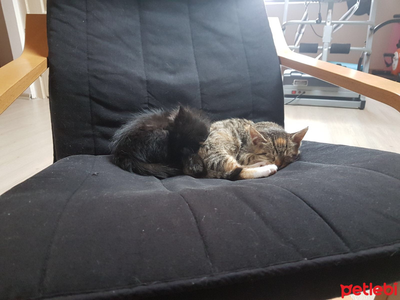 İran Kedisi (Persian), Kedi  Kömür ve Limon fotoğrafı