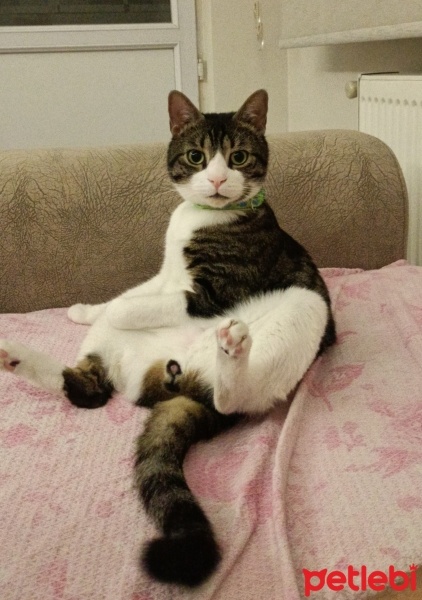 Tekir Kedi, Kedi  Şeker fotoğrafı